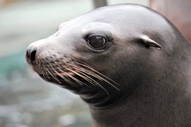 Liman foku (Phoca vitulina), yaygın fok olarak da bilinir. Kaya üzerinde vahşi yaşam hayvanı 