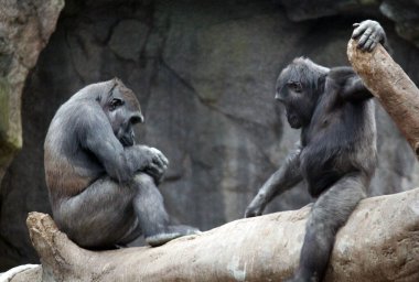 Orta Afrika stok fotoğraflarından (batıdaki ova gorilleri) yavru goril