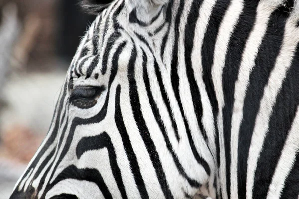 Bianco Nero Zebra Striscia Contrasto Astratto Primo Piano Profilo Duo — Foto Stock