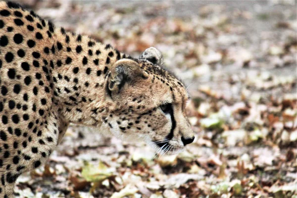 Grand Chat Guépard Dans Environnement Naturel Animal Jeun Vivant Natif — Photo