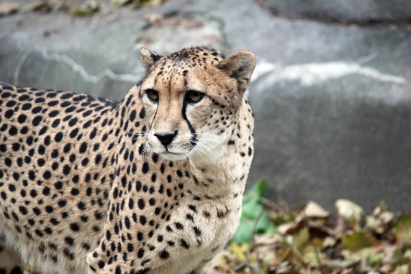 Cheetah Big Cat Natural Environment Fasted Animal Alive Native Africa — Stock Photo, Image