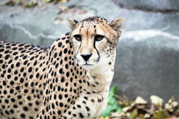 Cheetah Big Cat Natural Environment Fasted Animal Alive Native Africa — Stock Photo, Image