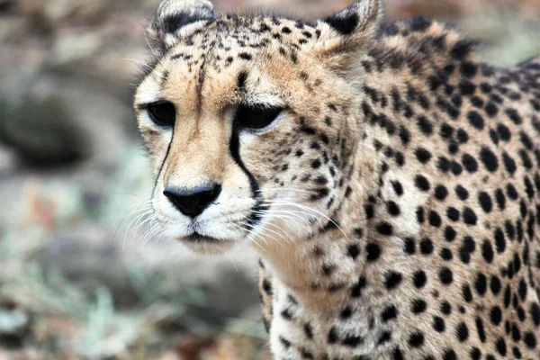 Cheetah Big Cat Natural Environment Fasted Animal Alive Native Africa — Stock Photo, Image