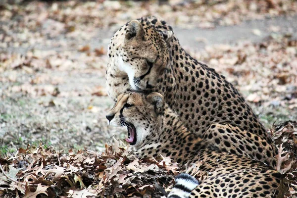 Grand Chat Guépard Dans Environnement Naturel Animal Jeun Vivant Natif — Photo