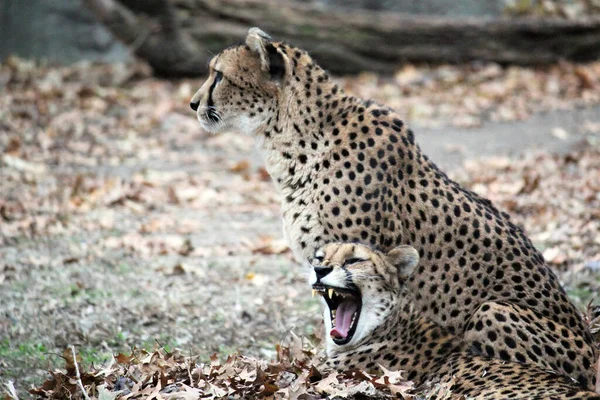 自然環境でのチーターの大きな猫 高速動物の生きているネイティブアフリカ イラン — ストック写真