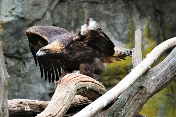 golden eagle takes in its surroundings and stretches wings from its spot amongst moorland vegetation.