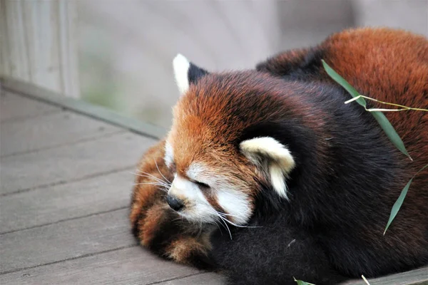 Panda Röd Eller Mindre Panda Ailurus Fulgens — Stockfoto