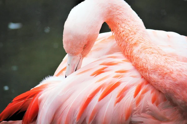 Pink Chilean Flamingo Beak Tucked Wing Tropical Pink Flamingo — Stock Photo, Image