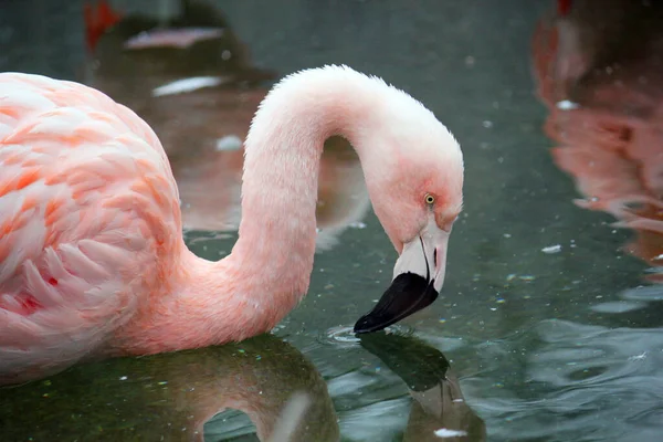 Pink Chilean Flamingo Beak Wing Tropical Pink Flamingo — Stock Photo, Image