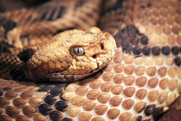 медноголовая змея (Agkistrodon contortrix) 