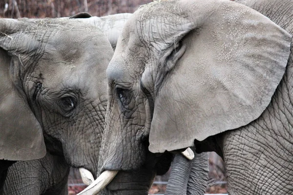 elephant head closeup eye and ears pair of elephants head face  stock photo