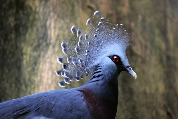 Victoria Crowned Pigeon Head Closeup Goura Victoria — Stock Photo, Image