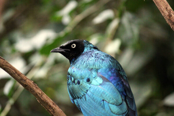 великолепная стальная птица голубого и зеленого цвета с оранжевой грудью
