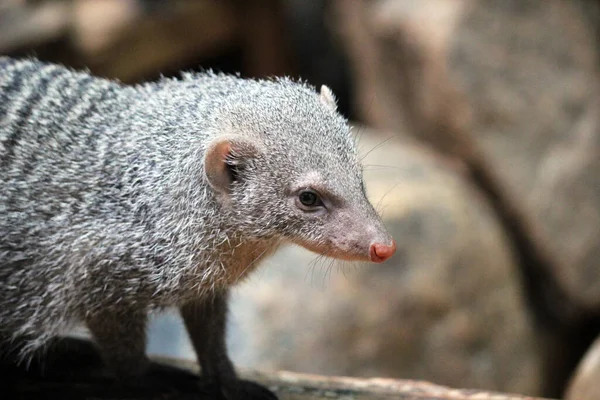 Mongóis Presos Durante Dia Ensolarado Animais Parecem Ratos Ratos Grandes — Fotografia de Stock