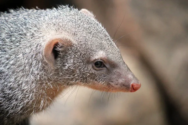 Banded mongooses during sunny day. Animals looks like big mouse and rat standing on soil.