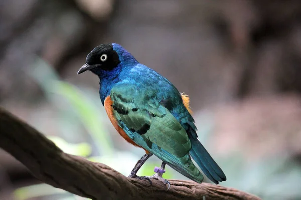 极好的鸟 蓝色和绿色 有橙色的箱子 — 图库照片