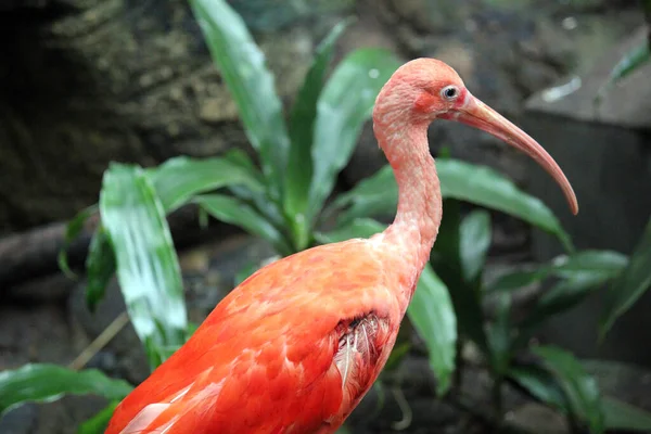 Scarlet Ibis Bird Pink Feathers — Stock Photo, Image