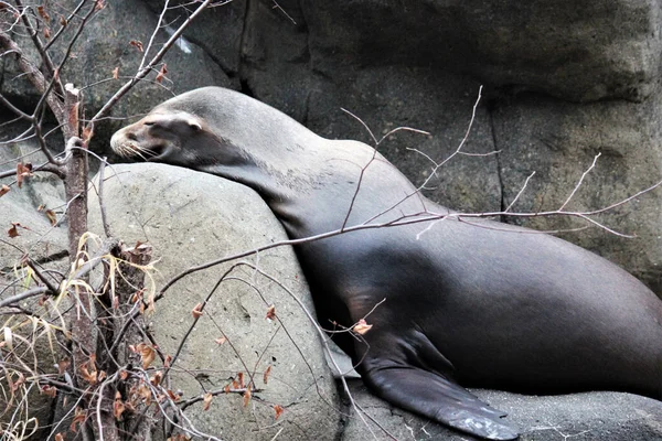 Harbor seal (Phoca vitulina), also known as the common seal. Wild life animal on rock