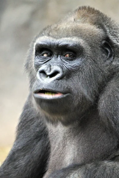 Bambino Gorilla Pianure Pianure Occidentali Gorilla Dall Africa Centrale Banca — Foto Stock