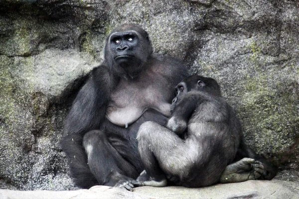 Bebé Gorila Madre Amamantando Desde Tierras Bajas Gorila Tierras Bajas — Foto de Stock