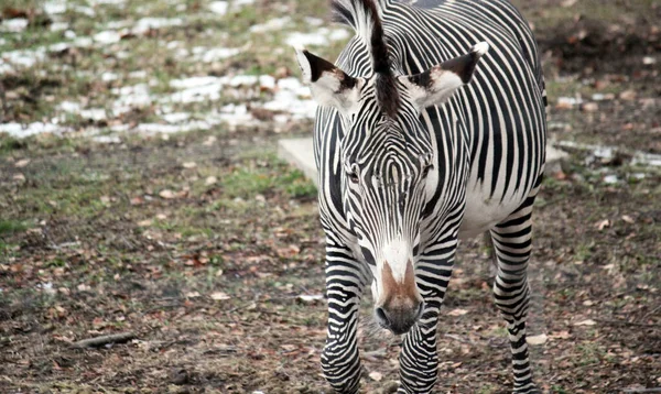 Bianco Nero Zebra Foto Astratta Contro Muro Casa Stabile Animali — Foto Stock
