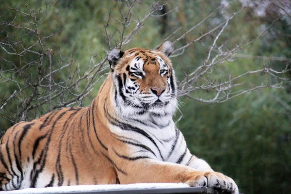 Tiger Face Head Rare Endangered Tiger Face Head Sumatran Tiger — Foto de Stock