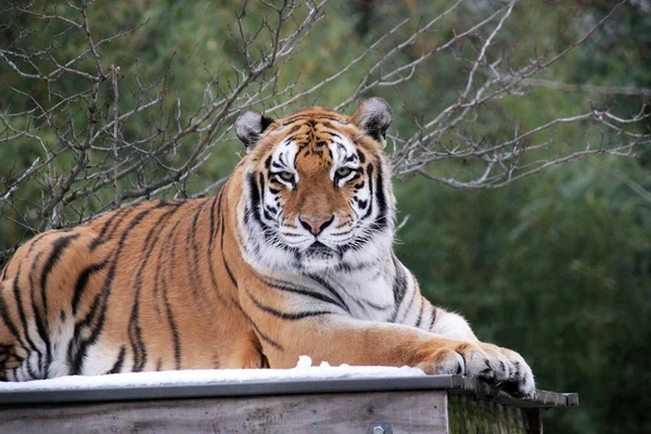 Tiger face head rare & endangered tiger face, head, Sumatran tiger (Panthera tigris sumatrae) a rare tiger subspecies from Indonesian island of Sumatra. Critically Endangered on the IUCN Red List 2008