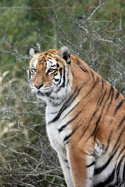 Tiger Face Head Rare Endangered Tiger Face Head Sumatran Tiger — Foto de Stock