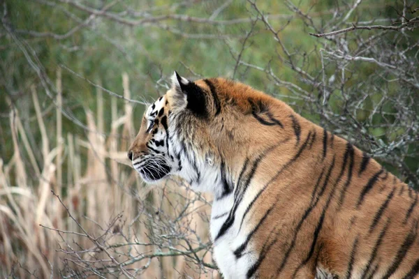 Tiger face head rare & endangered tiger face, head, Sumatran tiger (Panthera tigris sumatrae) a rare tiger subspecies from Indonesian island of Sumatra. Critically Endangered on the IUCN Red List 2008