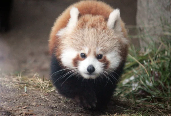 Red Panda Himalayas South China Eating Bamboo Endangered Species Mammal — Stock Photo, Image