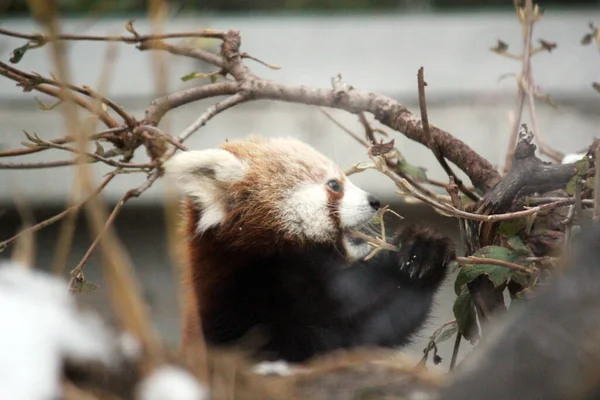 ヒマラヤと中国南部の赤いパンダが竹を食べる 哺乳類の絶滅危惧種の写真 — ストック写真
