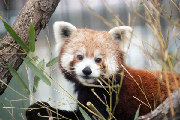 ヒマラヤと中国南部の赤いパンダが竹を食べる 哺乳類の絶滅危惧種の写真 — ストック写真