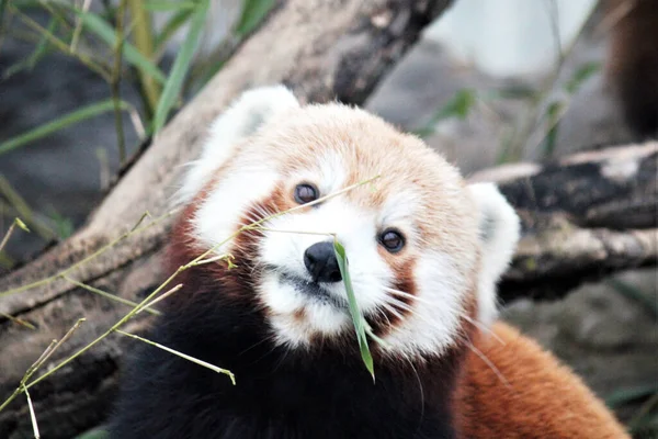 Red Panda Himalayas South China Eating Bamboo Endangered Species Mammal — Stock Photo, Image