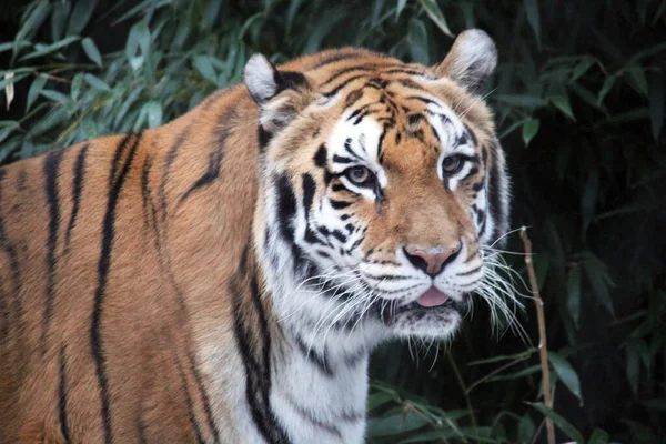 Tiger Face Head Rare Endangered Tiger Face Head Sumatran Tiger — Foto de Stock