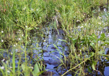 Bataklık yakın çekim