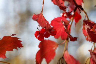 Sonbahar gökyüzünün arka planında meyveler