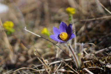 Dağlardaki ilk bahar çiçeği