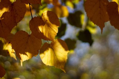 Gökyüzüne karşı sarı yapraklar