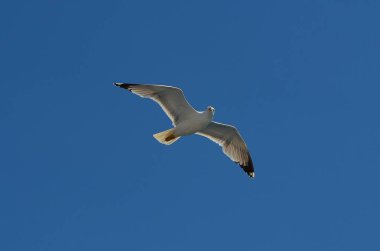 martı gökyüzünde uçar