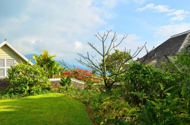 Jamaika 'nın Mavi Dağları' ndaki bahçe.