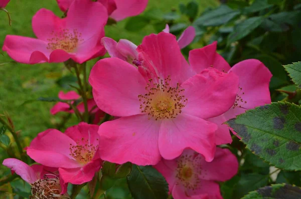 Inflorescence Roses Dans Jardin — Photo