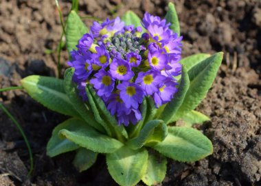 Bahar bahçesinde çiçek açan güller.
