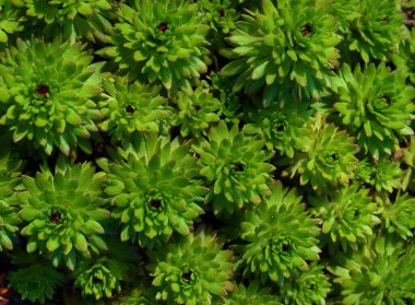 Sempervivum - bahçedeki süs bitkisi