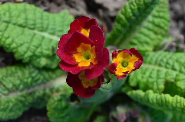 Prímulas Florescentes Jardim Primavera — Fotografia de Stock