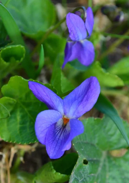 Viola Garden — Stock Photo, Image
