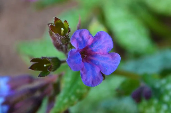 Pink Lilac Flower Lungwort Garden — Stock Photo, Image