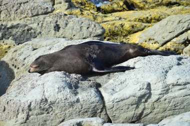 Yeni Zelanda kürkü Kaikoura, Yeni Zelanda, Güney Adası 'ndaki bir kayanın üzerinde duruyor..