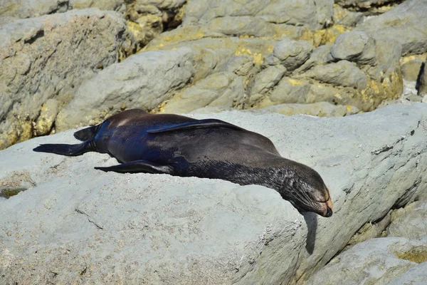 Una nuova foca zelandese adagiata su una roccia a Kaikoura, Nuova Zelanda, Isola del Sud . — Foto Stock