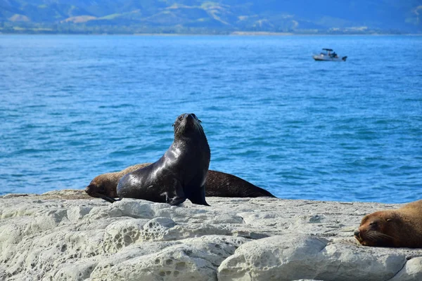 A group of new zealand fur seals sunbathing on a rock at Kaikoura, New Zealand, South Island.