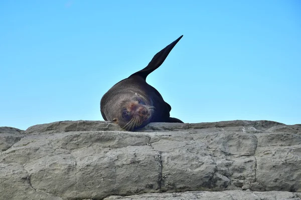 Kaikoura, Yeni Zelanda, Güney Adası kayalıklarında dinlenen yeni bir Zelanda kürk foku.. — Stok fotoğraf